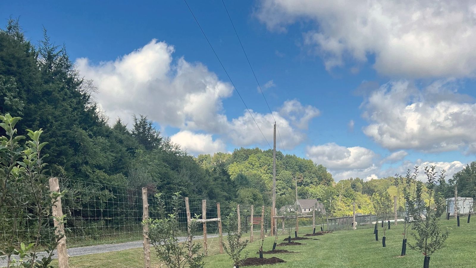 A mown lane between rows of young apple trees under a blue sky, Honey Tree Orchard & Apiary, Cedar Bluff, Virginia