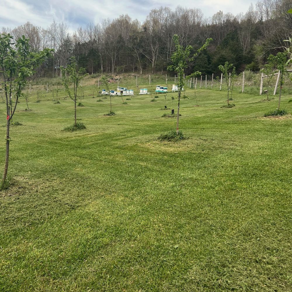 Young apple trees with a row of bee hives at the edge of the orchard, Honey Tree Orchard & Apiary