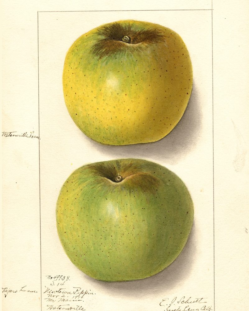 Newtown Pippin apple, USDA pomological watercolor by Ellen Isham Schutt, 1910